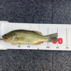 午後からボート釣行!