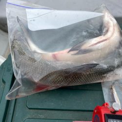 わかさぎ&シナノユキマス釣り