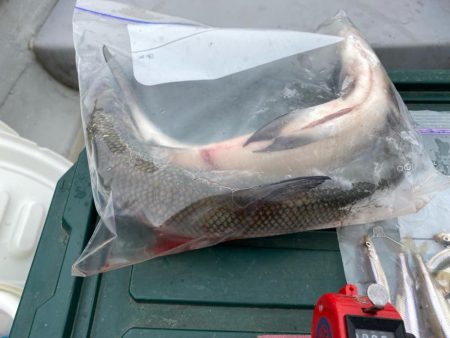 わかさぎ&シナノユキマス釣り