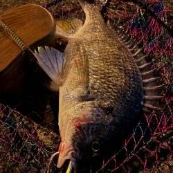 ヘチってきました