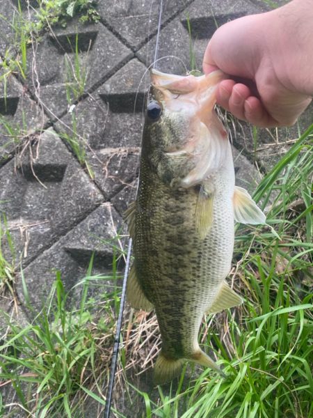 またまた早朝に