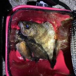 ひたすらキャスト