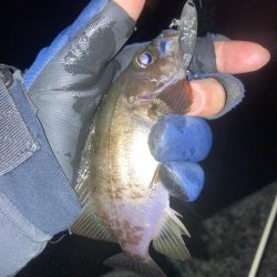 メバルプラッキング