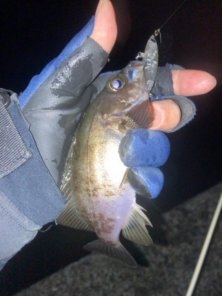 メバルプラッキング