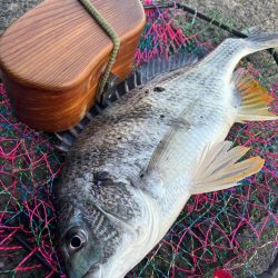 ヘチってきました