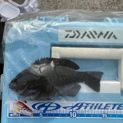 淡路島で、キス狙い