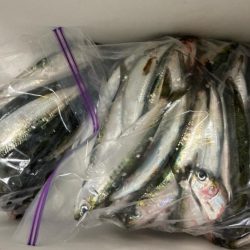 鰯釣りに島へ🏝️