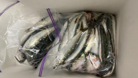 鰯釣りに島へ🏝️