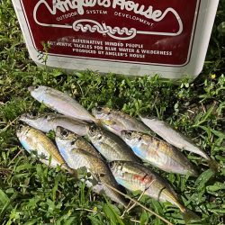 ジグ単de〜アジング久々に釣れました^ ^