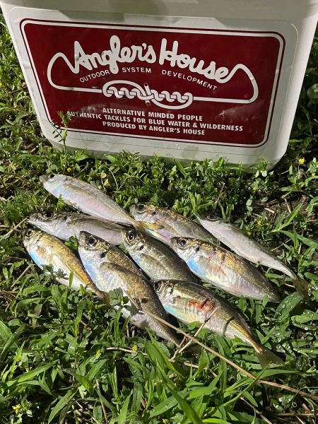 ジグ単de〜アジング久々に釣れました^ ^…