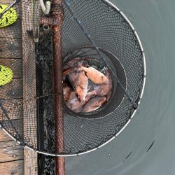 海上釣堀辨屋 本多商店イベント