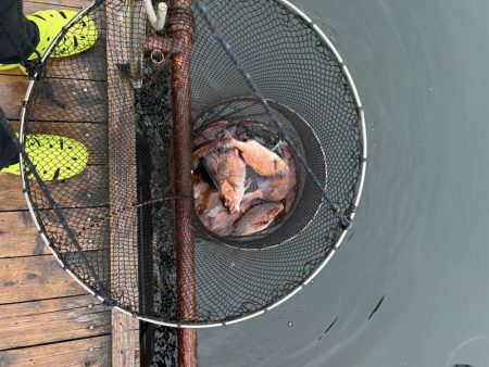 海上釣堀辨屋 本多商店イベント