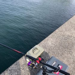 エビ撒きでハネ釣り