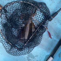 タイラバ＆ティップラン