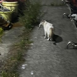 淡路島釣行1日目