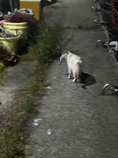 淡路島釣行1日目