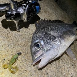 淀川ブリームゲーム