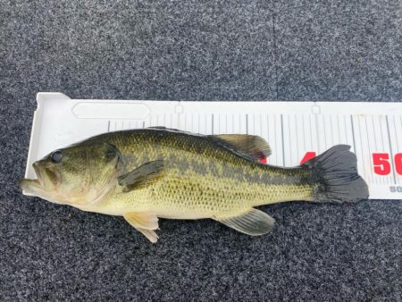 午前中ボート釣行!