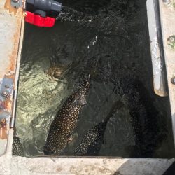 室津のカットウフグ