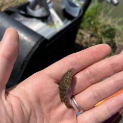 のんびりモロコ釣り