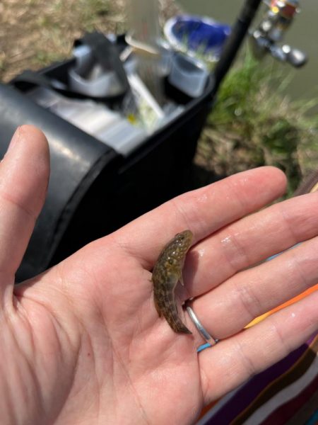 のんびりモロコ釣り