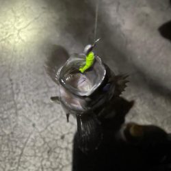 メバリングで真鯛！