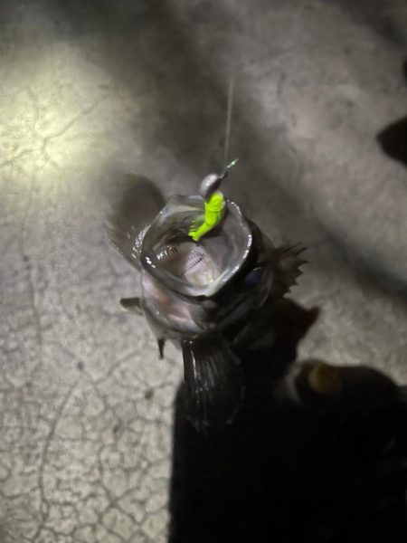 メバリングで真鯛！