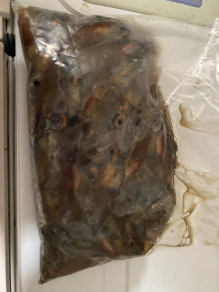 ランガンアジング