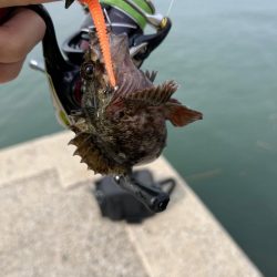 春のライトゲーム