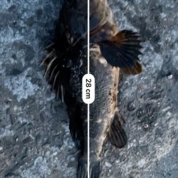 春のライトゲーム