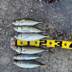 夜カマス後、朝アジ