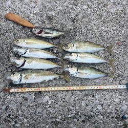 遠投サビキ二日目