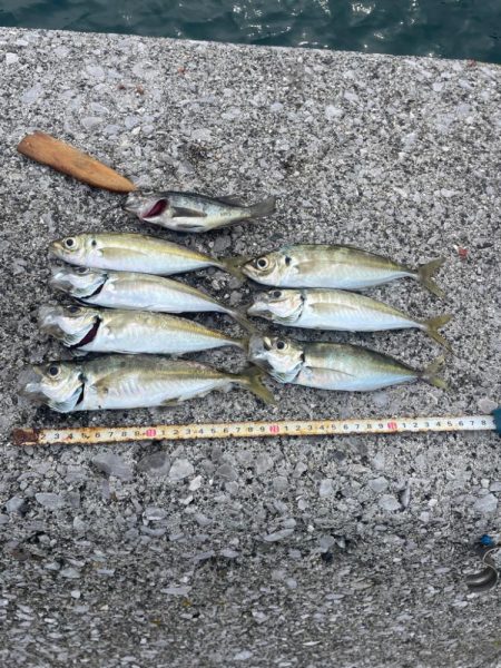 遠投サビキ二日目