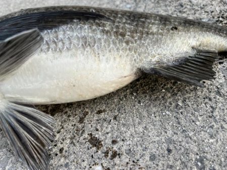 おチヌさん絶賛ノッコミ中！