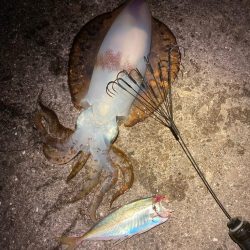 アオリイカ 3杯