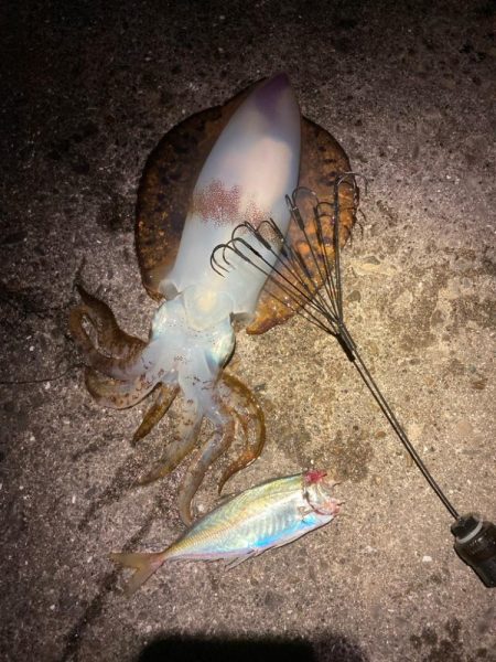 アオリイカ 3杯