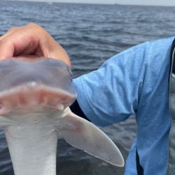 アンカリングのコツを知りたいw