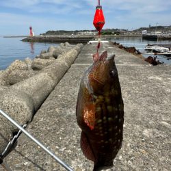 花見🌸カレイ狙い