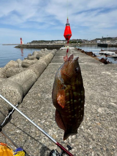 花見🌸カレイ狙い