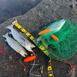 大物は目の前にして逃げられる笑