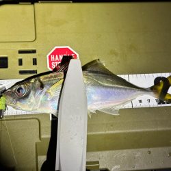 大阪湾アジング