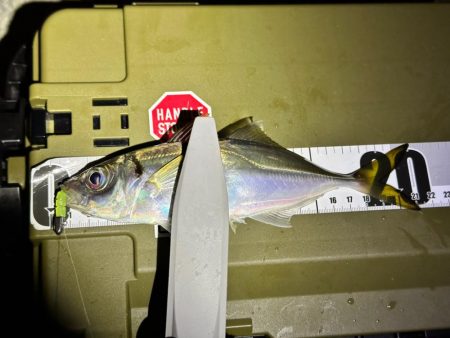 大阪湾アジング