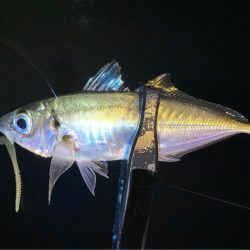 夜な夜なアジ探し