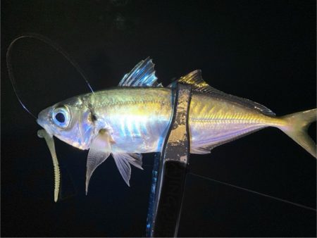 夜な夜なアジ探し