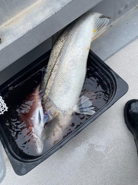 ディープ鯛ラバ