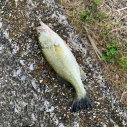 3匹の釣果です‼️