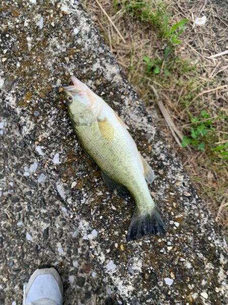 3匹の釣果です‼️