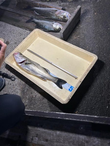 岸和田一文字でバチ抜けシーバスチャレンジ