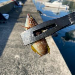 アジング調査2 その他もついでに