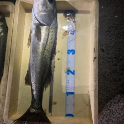 初めてのバチ抜けシーバス!